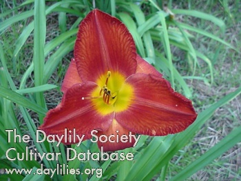 Daylily Merle Kent